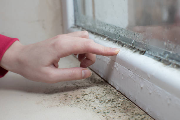 Best Black Mold Removal  in Moosup, CT