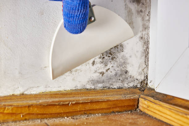 Best Real Estate Mold Inspection  in Moosup, CT